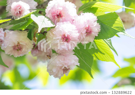 Cherry blossoms [variety: Kenrokuen Kikuzakura] 132889622