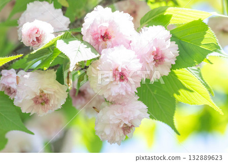 櫻花[品種：兼六園菊櫻] 132889623