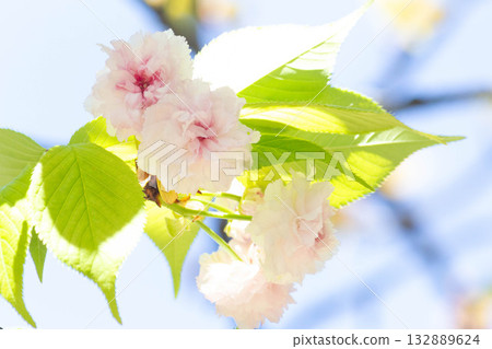 Cherry blossoms [variety: Kenrokuen Kikuzakura] 132889624