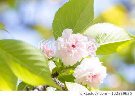 櫻花[品種：兼六園菊櫻] 132889626