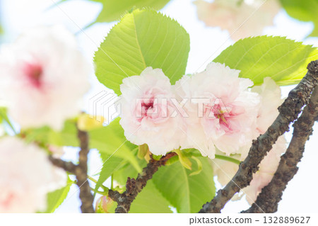 Cherry blossoms [variety: Kenrokuen Kikuzakura] 132889627
