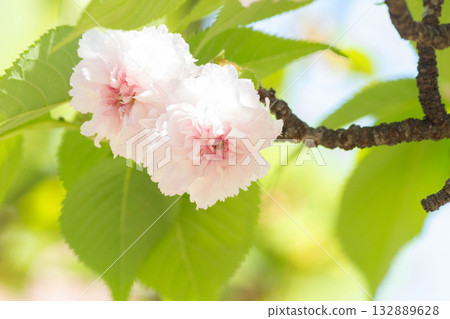 Cherry blossoms [variety: Kenrokuen Kikuzakura] 132889628