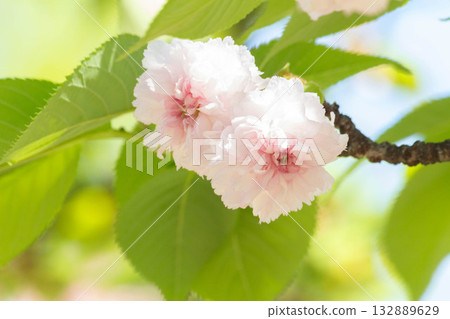 Cherry blossoms [variety: Kenrokuen Kikuzakura] 132889629