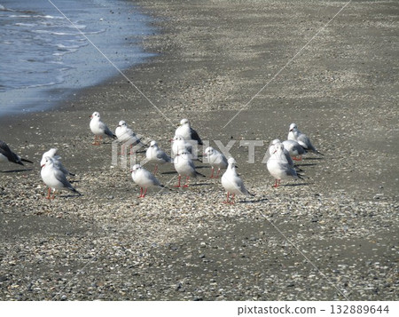 香川海灘上的候鳥百合海鷗 香川海灘上的候鳥百合海鷗 132889644