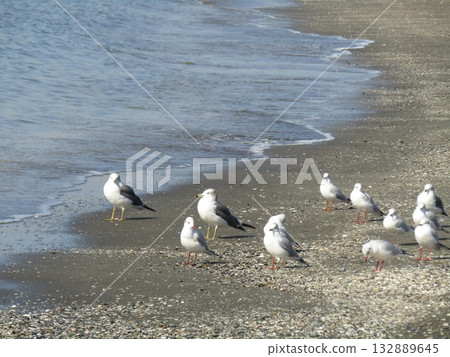 香川海灘上的候鳥百合海鷗 香川海灘上的候鳥百合海鷗 132889645