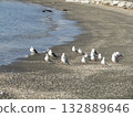 Kemigawahama migratory bird black-headed gull Kemigawahama migratory bird black-headed gull 132889646