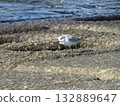 Sanderlings feeding on the Kemigawahama coastal embankment Sanderlings feeding on the Kemigawahama coastal embankment 132889647