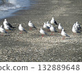 Winter migratory sea urchin gull that came to the Komigawa beach Winter migratory sea urchin gull that came to the Komigawa beach 132889648