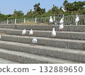 Winter migratory sea urchin gull that came to the Komigawa beach Winter migratory sea urchin gull that came to the Komigawa beach 132889650