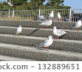 Winter migratory sea urchin gull that came to the Komigawa beach Winter migratory sea urchin gull that came to the Komigawa beach 132889651
