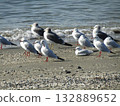 Migratory black-headed gulls in winter at Kemigawa Beach Migratory black-headed gulls in winter at Kemigawa Beach 132889652