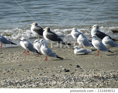 Migratory black-headed gulls in winter at Kemigawa Beach 132889652