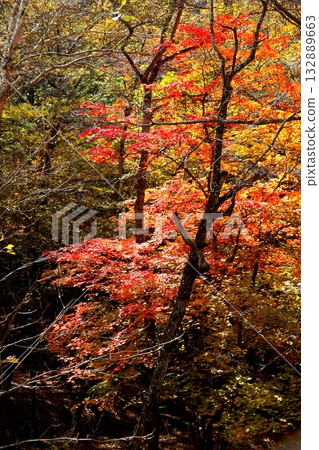 Autumn at the foot of Mt. Mizugaki 132889663