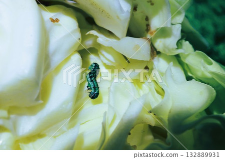 Larvae found in locally grown cabbage Larvae found in locally grown cabbage 132889931