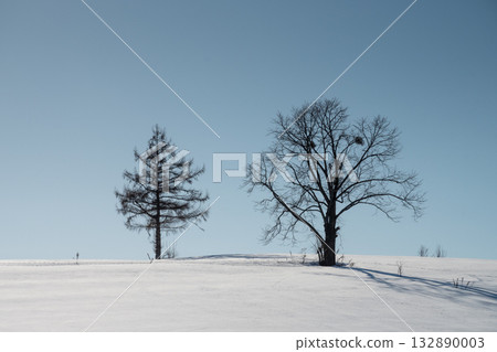冬天陽光明媚的日子裡，雪山上的樹林 132890003