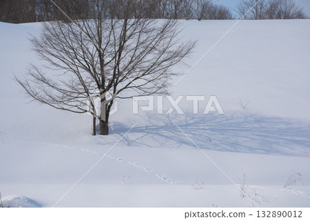 冬季小樹林站在白雪皚皚的斜坡上 132890012