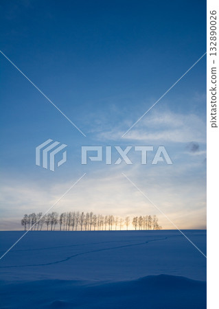 冬天黃昏時分，山上的白樺樹 132890026