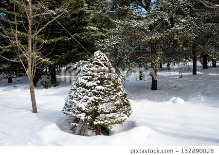 Snow-covered pine trees in the park 132890028