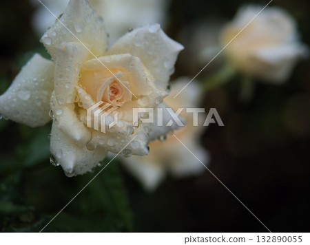 "French Lace" white roses bloomed beautifully in rainy October. 132890055