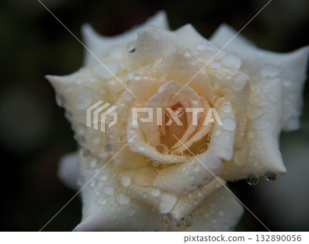 「法國蕾絲」白玫瑰在多雨的十月盛開得非常美麗。 132890056