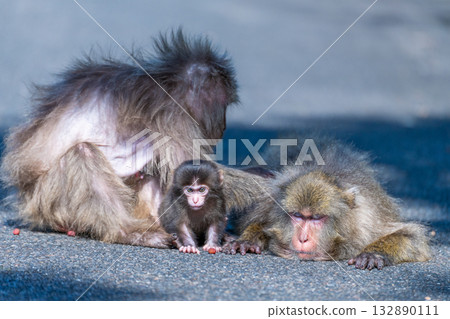 Cute baby Yakuza monkeys on Yakushima Island, a World Heritage Site (Spring) Cute baby Yakuza monkeys on Yakushima Island, a World Heritage Site (Spring) 132890111