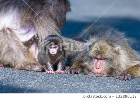Cute baby Yakuza monkeys on Yakushima Island, a World Heritage Site (Spring) Cute baby Yakuza monkeys on Yakushima Island, a World Heritage Site (Spring) 132890112