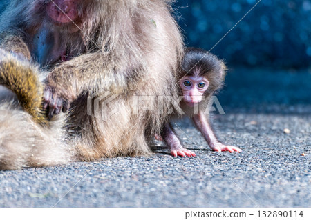 世界遺產屋久島上可愛的黑道猴寶寶(春季) 世界遺產屋久島上可愛的黑道猴寶寶(春季) 132890114