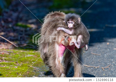 世界遺產屋久島上可愛的黑道猴寶寶（春季） 132890118