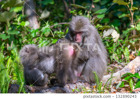 Yakuza monkey grooming World Natural Heritage Yakushima (Spring) Yakuza monkey grooming World Natural Heritage Yakushima (Spring) 132890243