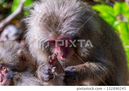 黑幫猴子梳理 世界自然遺產屋久島（春季） 132890245