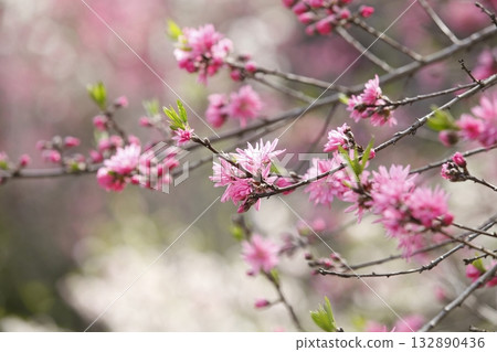Jakumomo flowers on the approach to Jakkoin Temple 132890436