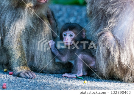 Cute baby Yakuza monkeys on Yakushima Island, a World Heritage Site (Spring) Cute baby Yakuza monkeys on Yakushima Island, a World Heritage Site (Spring) 132890463