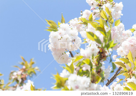Cherry blossoms [variety: Masuyama] 132890619
