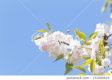 Cherry blossoms [variety: Masuyama] 132890620