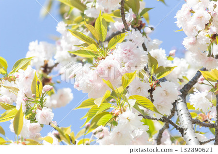 Cherry blossoms [variety: Masuyama] 132890621
