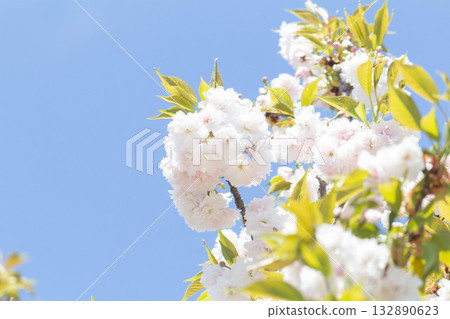 Cherry blossoms [variety: Masuyama] 132890623