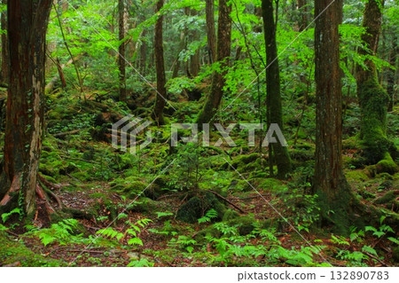 The mysterious deep forest of Aokigahara Jukai 132890783