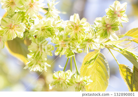 Cherry blossoms [variety: Goiyo] 132890801