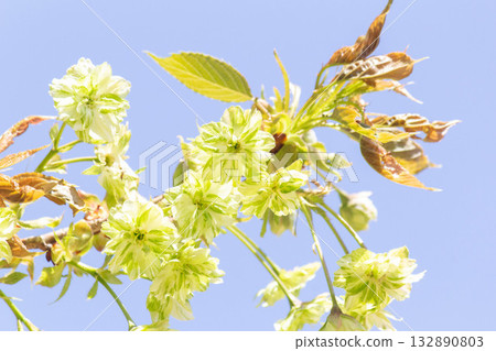 Cherry blossoms [variety: Goiyo] 132890803