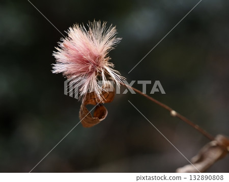 冬日陽光下，紅菊的穗狀花序閃閃發光 132890808