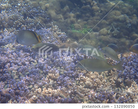 Fish of Pigeon Island National Park, Sri Lanka Fish of Pigeon Island National Park, Sri Lanka 132890850
