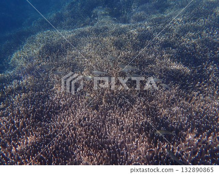 Fish of Pigeon Island National Park, Sri Lanka Fish of Pigeon Island National Park, Sri Lanka 132890865