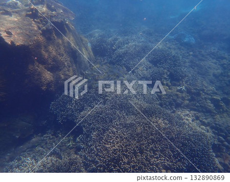 Fish of Pigeon Island National Park, Sri Lanka Fish of Pigeon Island National Park, Sri Lanka 132890869