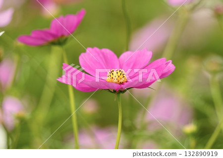 Beautiful pink cosmos field Beautiful pink cosmos field 132890919