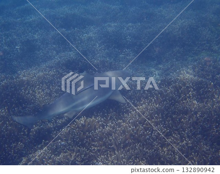 Sharks in Pigeon Island National Park, Sri Lanka Sharks in Pigeon Island National Park, Sri Lanka 132890942