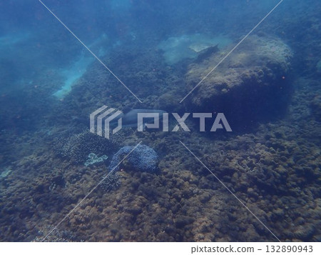 Sharks in Pigeon Island National Park, Sri Lanka 132890943