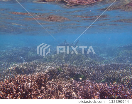 Sharks in Pigeon Island National Park, Sri Lanka 132890944
