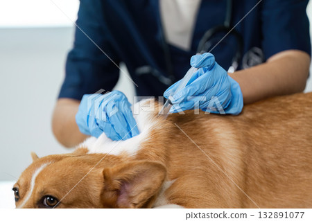 Veterinary Care. Dog receiving vaccination at clinic by professional. 132891077
