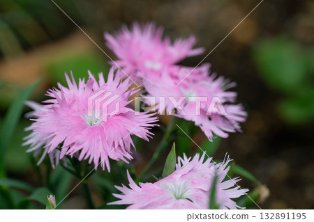 A pretty pink fringed-flowered lily 132891195