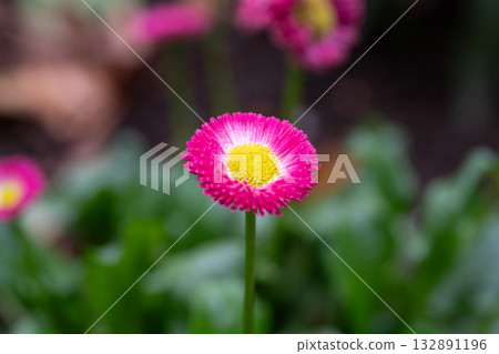 鮮豔的紫紅色雛菊 132891196